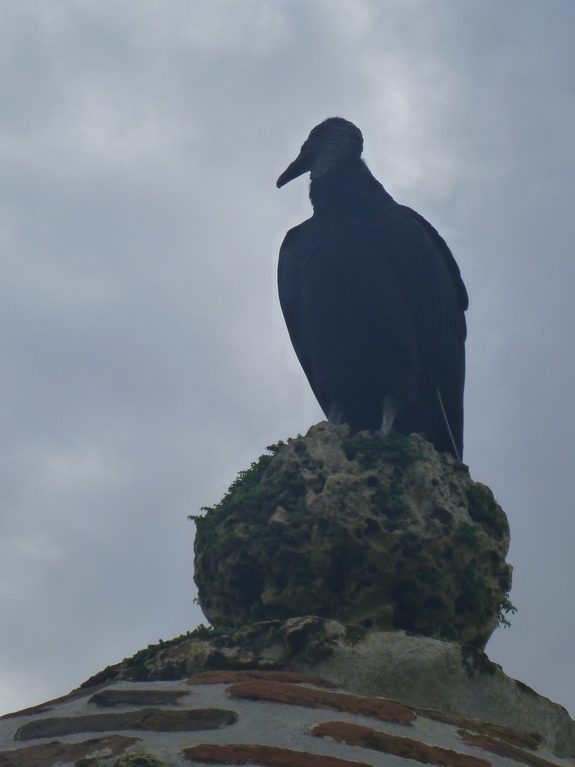Vulture above the Fortress of San Jeronimo