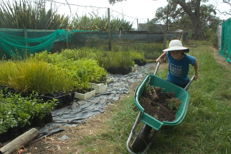Motuihe: Volunteering to help plants