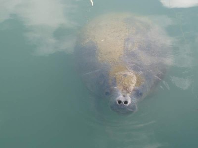 Breakfast with Manatee