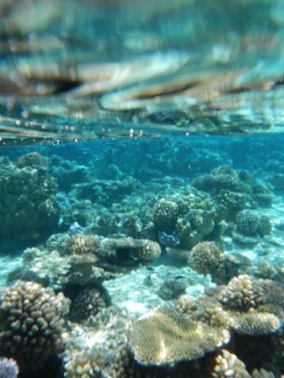 Kids in the Coral Garden