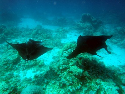 One year anniversary and mantas again