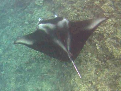 Magic Mantas